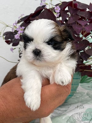 Les chiots de Shih Tzu