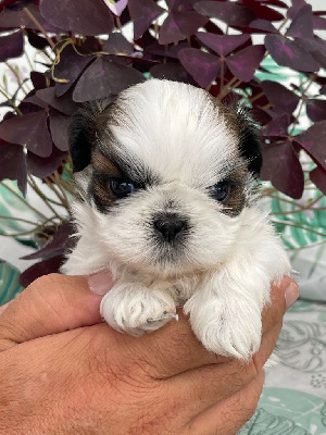 Les chiots de Shih Tzu