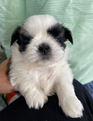 Les chiots de Shih Tzu