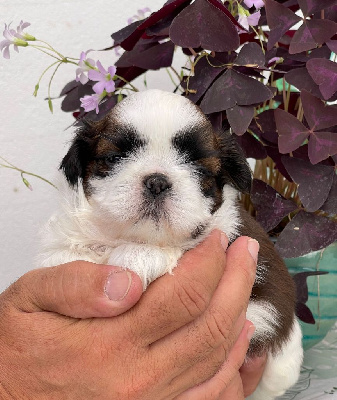 Les chiots de Shih Tzu