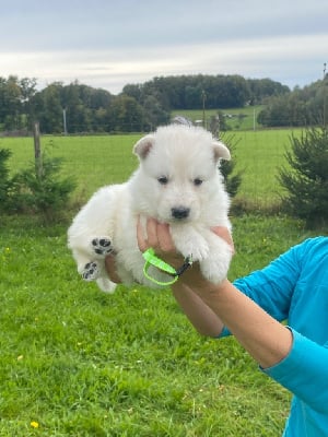 Les chiots de Berger Blanc Suisse