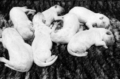 Les chiots de Berger Blanc Suisse