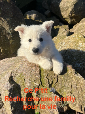 Les chiots de Berger Blanc Suisse