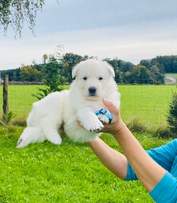 Les chiots de Berger Blanc Suisse