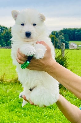 Les chiots de Berger Blanc Suisse