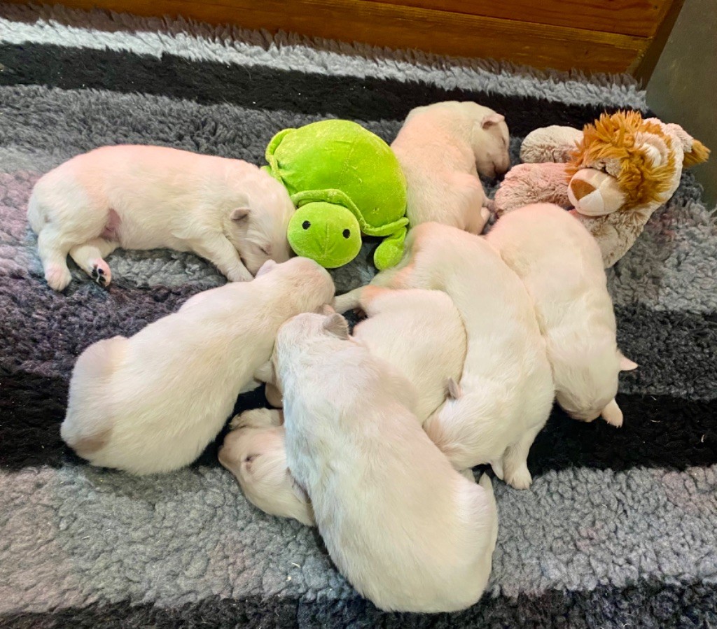 CHIOT - Berger Blanc Suisse