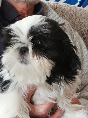 CHIOT 1 - Shih Tzu