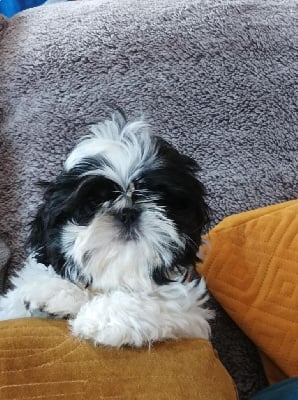 CHIOT 5 - Shih Tzu