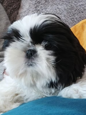 CHIOT 2 - Shih Tzu