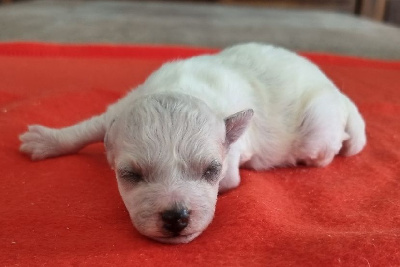 Les chiots de Bichon Frise