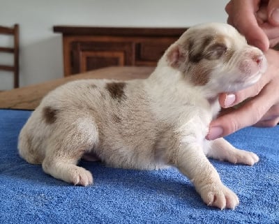 Les chiots de Berger Australien