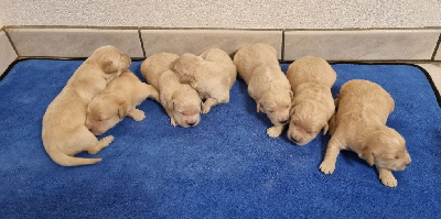 Les chiots de Golden Retriever