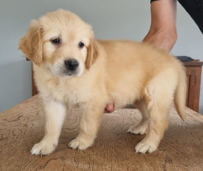 Les chiots de Golden Retriever