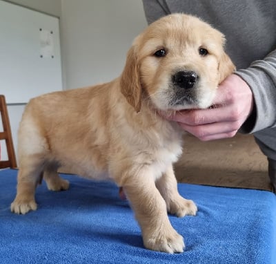 Les chiots de Golden Retriever