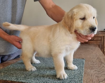 Les chiots de Golden Retriever