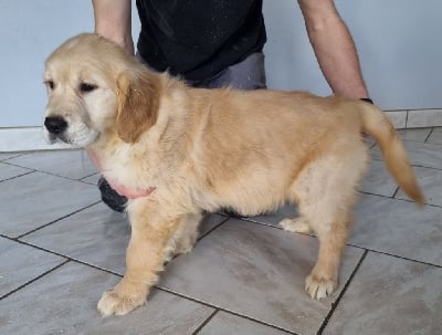 Les chiots de Golden Retriever