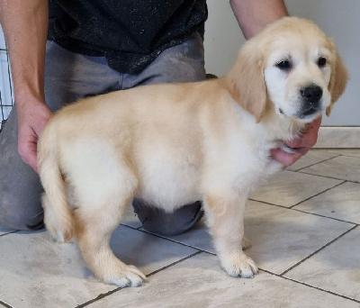 Les chiots de Golden Retriever