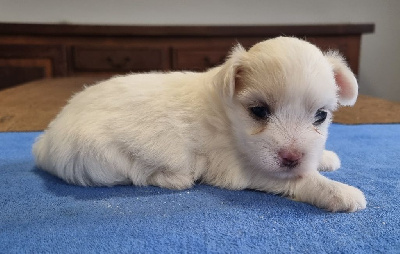 Les chiots de Coton de Tulear