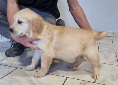 Les chiots de Golden Retriever