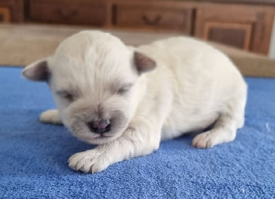 Les chiots de Bichon Frise