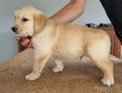 Les chiots de Golden Retriever