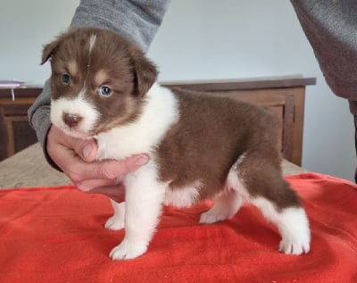 Les chiots de Berger Australien