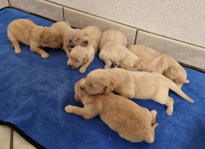 Les chiots de Golden Retriever