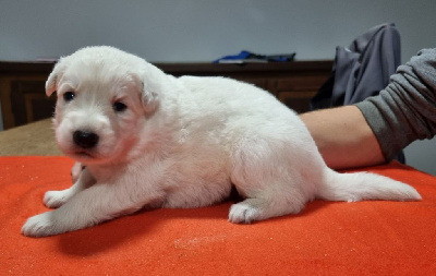 Les chiots de Berger Blanc Suisse