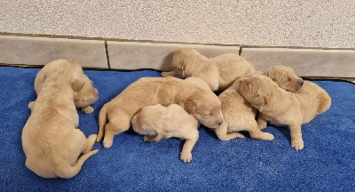 Les chiots de Golden Retriever