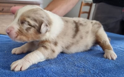 Les chiots de Berger Australien