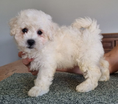 Les chiots de Bichon Frise