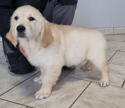 Les chiots de Golden Retriever