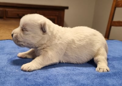 Les chiots de West Highland White Terrier