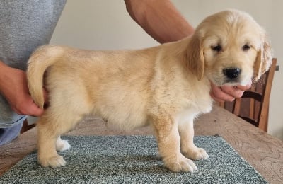 Les chiots de Golden Retriever