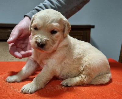 Les chiots de Golden Retriever