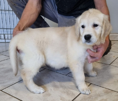 Les chiots de Golden Retriever