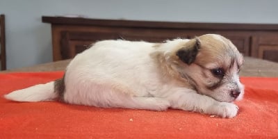 Les chiots de Coton de Tulear