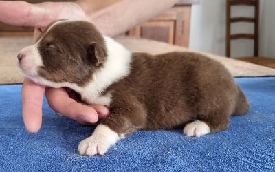 Les chiots de Berger Australien