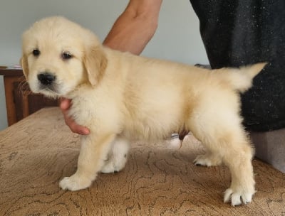 Les chiots de Golden Retriever