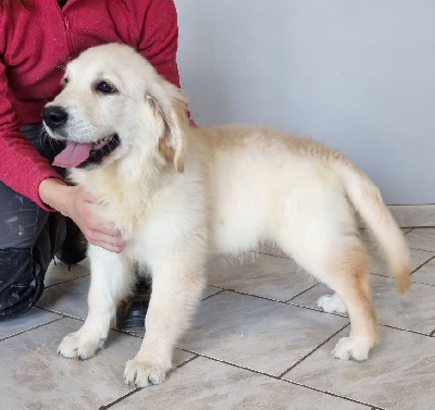 Les chiots de Golden Retriever