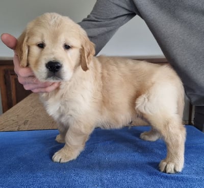 Les chiots de Golden Retriever