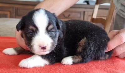 Les chiots de Berger Américain Miniature 