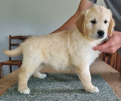 Les chiots de Golden Retriever