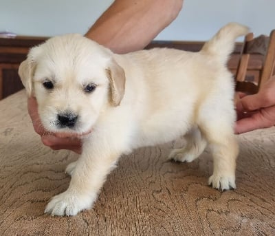 Les chiots de Golden Retriever