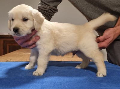 Les chiots de Golden Retriever