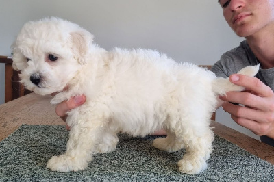 Les chiots de Bichon Frise