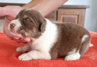 Les chiots de Berger Australien