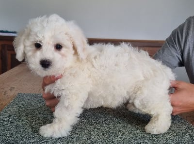 CHIOT 3 271 - Bichon Frise