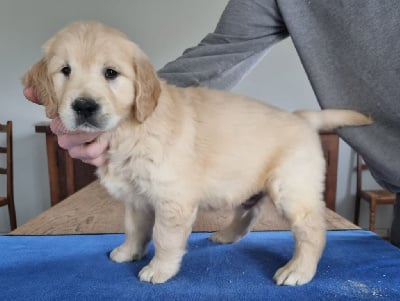 Les chiots de Golden Retriever