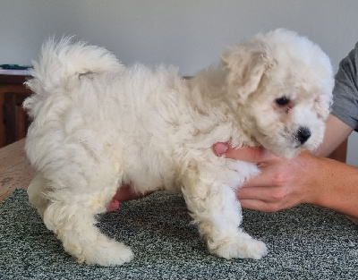 Les chiots de Bichon Frise